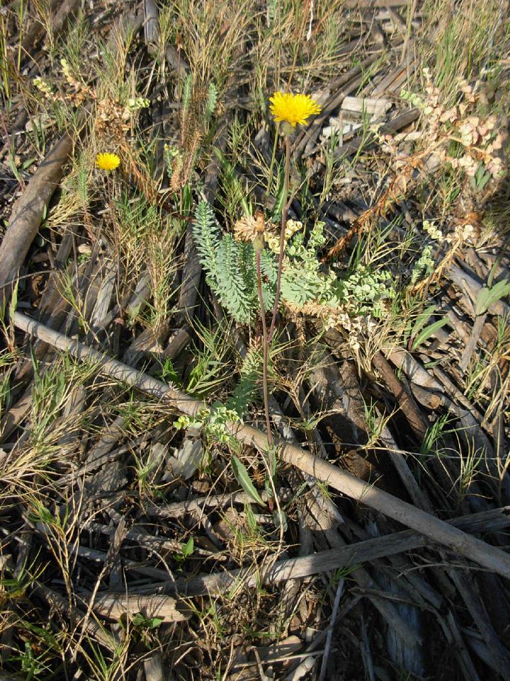 Sonchus maritimus L. / Grespino marittimo